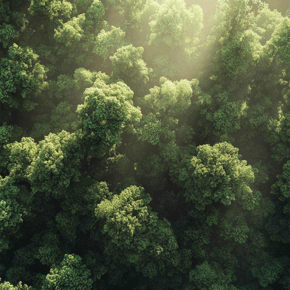 Aerial view of a forest
